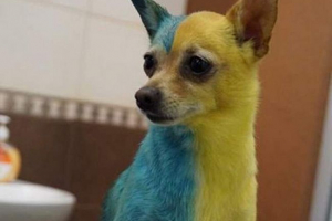 Rezident ukrajine naslikao psa u bojama nacionalne zastave Rezident ukrajine naslikao psa u bojama nacionalne zastave